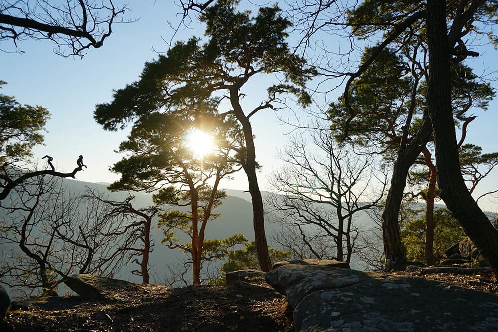 Pfälzer Weinsteig Marathon race event