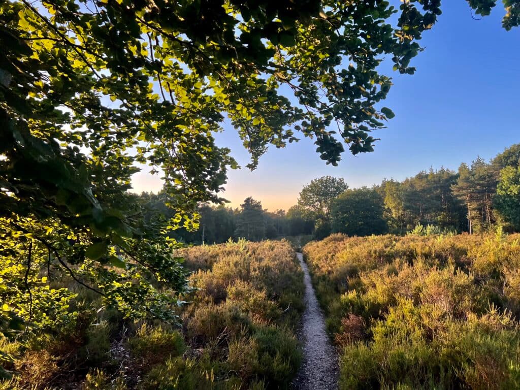 Amerongse Berg Trail race event
